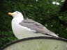 IMG_0812